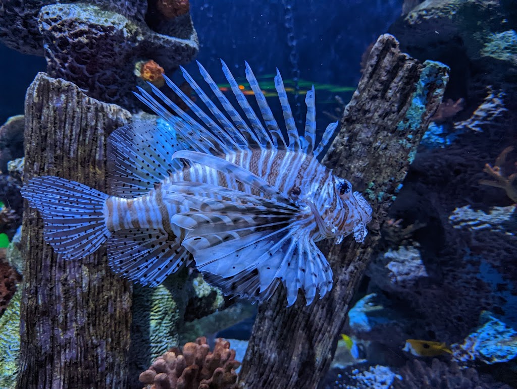 SEA LIFE Arizona Aquarium | 5000 S Arizona Mills Cir Suite 145, Tempe, AZ 85282, USA | Phone: (480) 565-7072