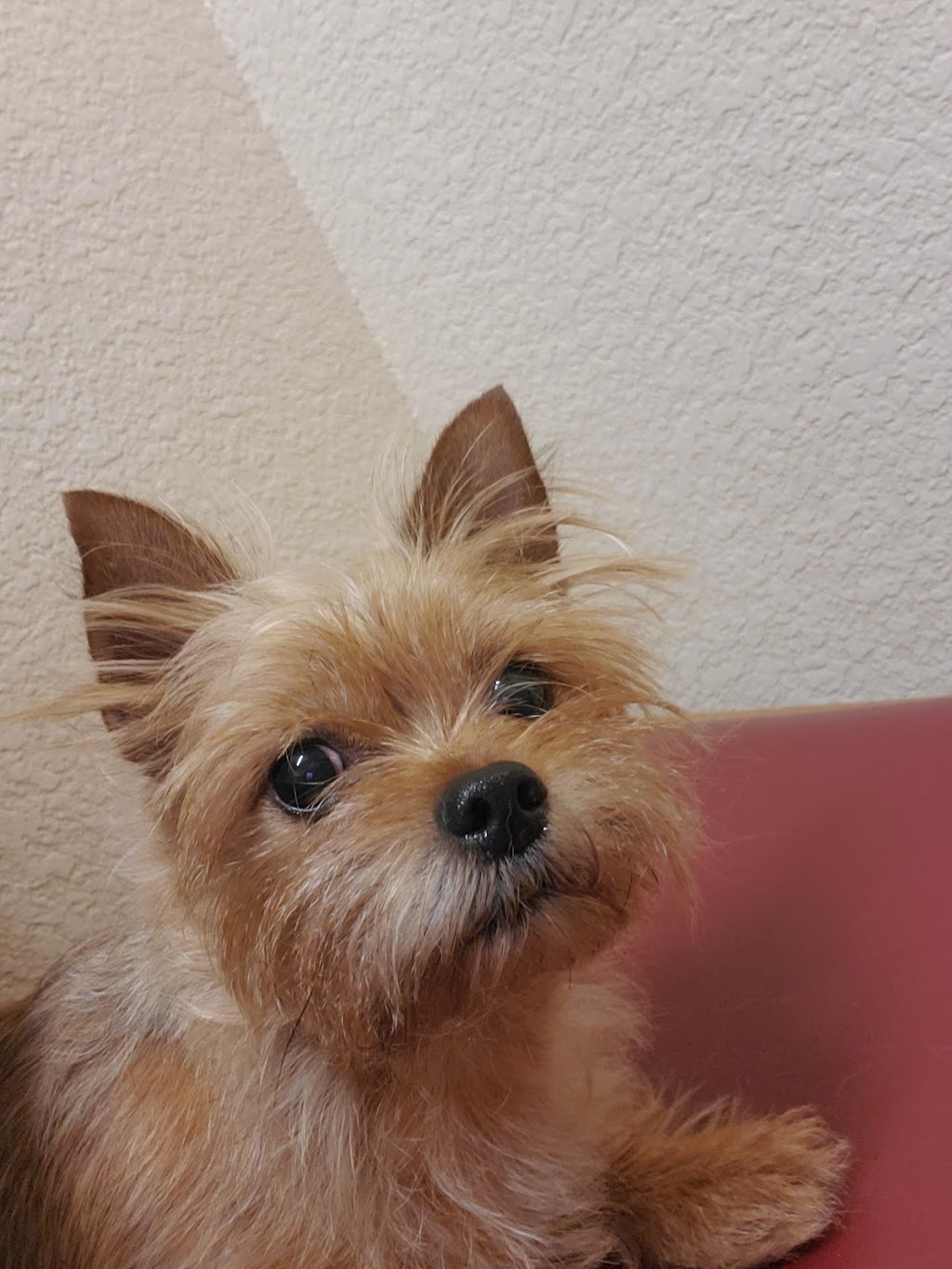 Pleasant Valley Pet Clinic | 4561 Pleasant Valley Rd, Placerville, CA 95667, USA | Phone: (530) 644-2424