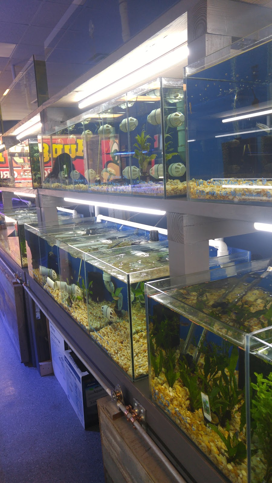 Crabbi Pattis Aquarium Shop | 1100 US-27 #1, Clermont, FL 34714, USA | Phone: (352) 404-8698