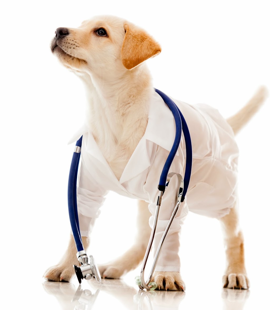 Glen Mills Veterinary Hospital | 1785 Wilmington Pike, Glen Mills, PA 19342 | Phone: (610) 558-0100