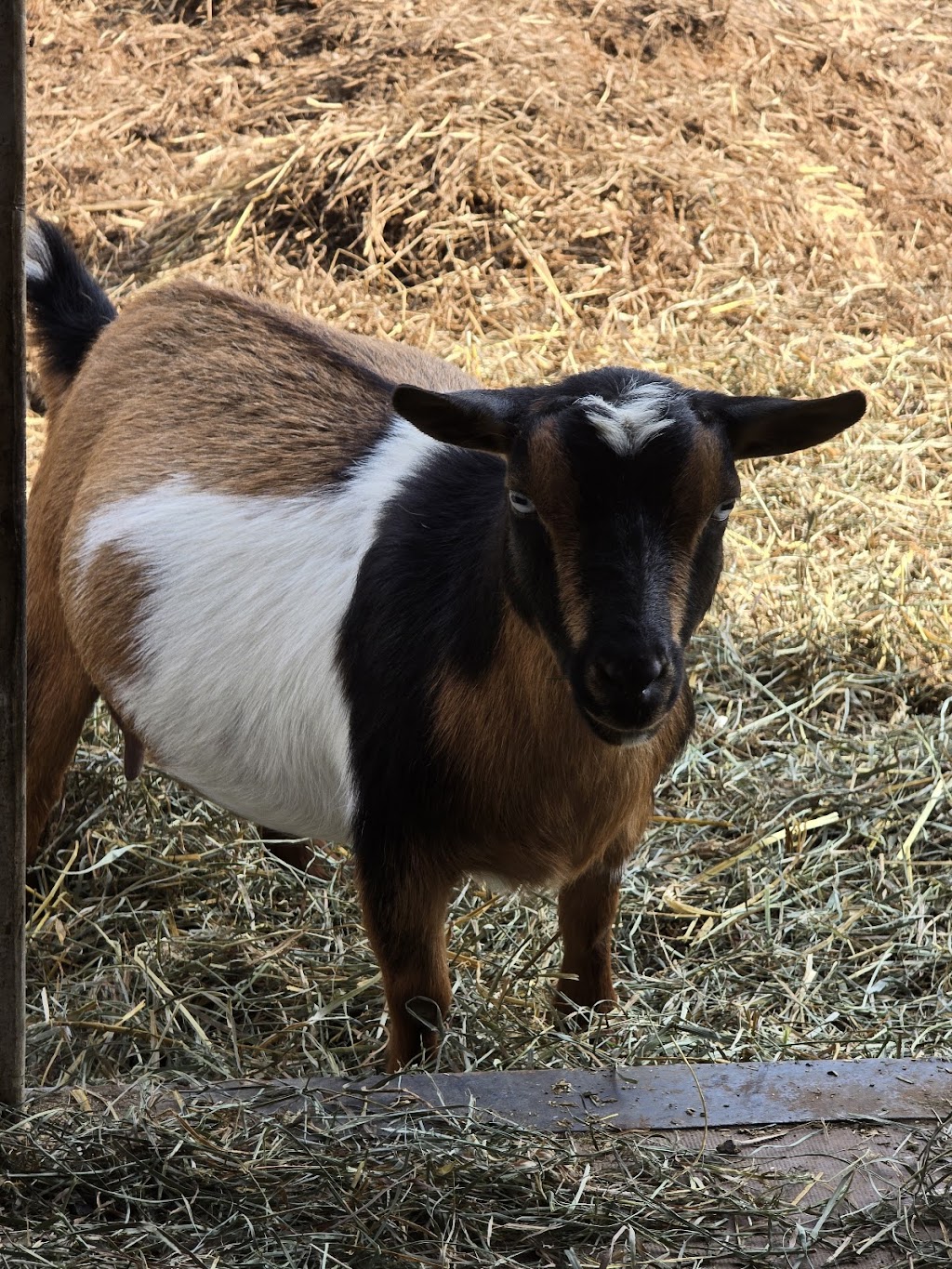 New Pittsburg Small Animal Clinic | 1436 W Old Lincoln Way West, Wooster, OH 44691, USA | Phone: (330) 264-7799