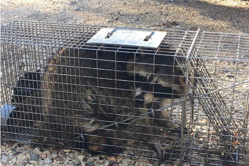 Wildlife Removal Collin County | 2300 W Plano Pkwy #I8, Plano, TX 75075, USA | Phone: (469) 240-6627