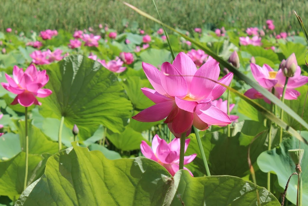 Wetlands Park East | 6950 Lesourdsville West Chester Rd, Liberty Township, OH 45011, USA | Phone: (513) 759-7500