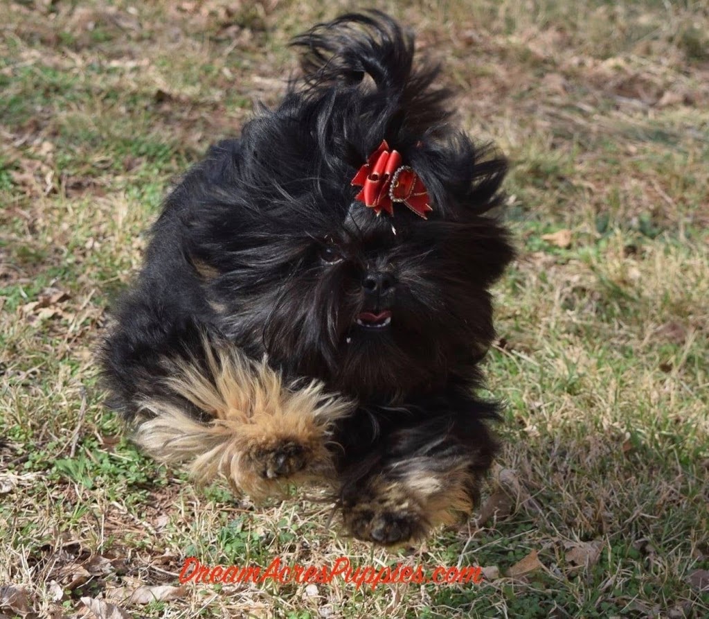 DreamAcresPuppies | Dream Acres Puppies, Tuttle, OK 73089, USA | Phone: (405) 892-3080