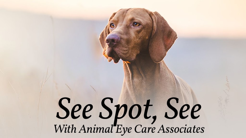 Animal Eye Care Associates | 6426 Tryon Rd, Cary, NC 27518, USA | Phone: (919) 319-3348