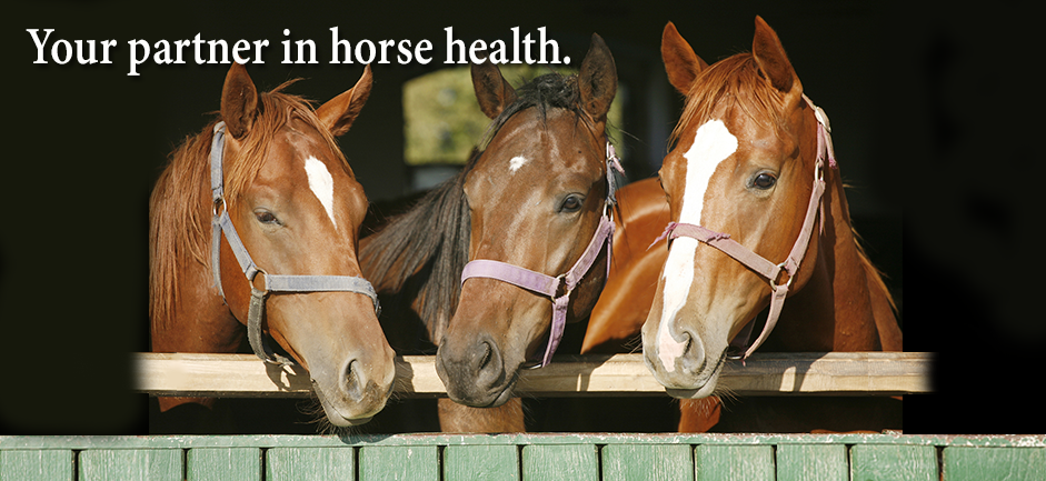 Borders Equine Clinic | 7518 Lanktree Ln, Middleton, ID 83644, USA | Phone: (208) 989-0359