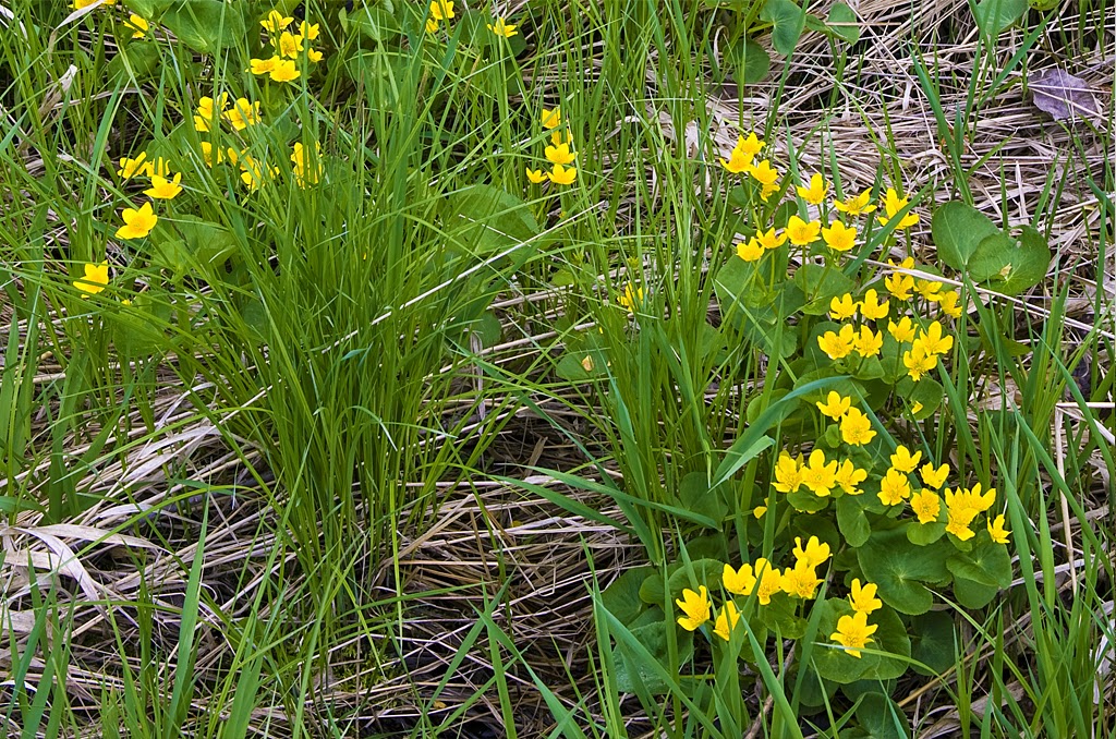 Seminary Fen Scientific and Natural Area (SNA) | Pioneer Trail, Chaska, MN 55318, USA | Phone: (651) 259-5800