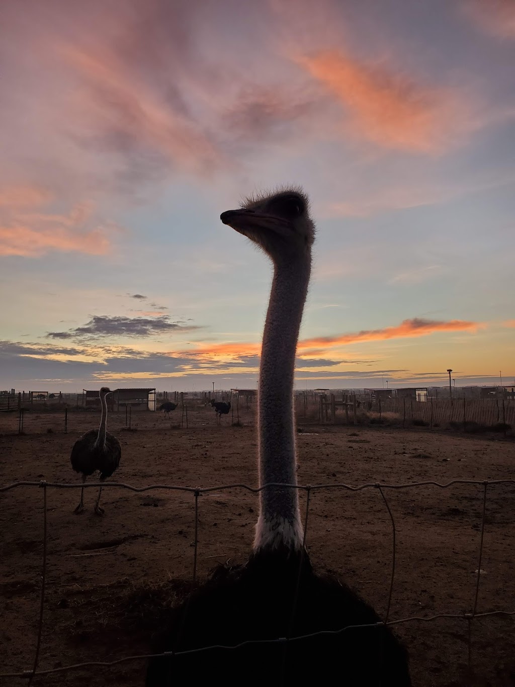 American Ostrich Farms | 20601 S Pleasant Valley Rd, Kuna, ID 83634, USA | Phone: (208) 995-8295