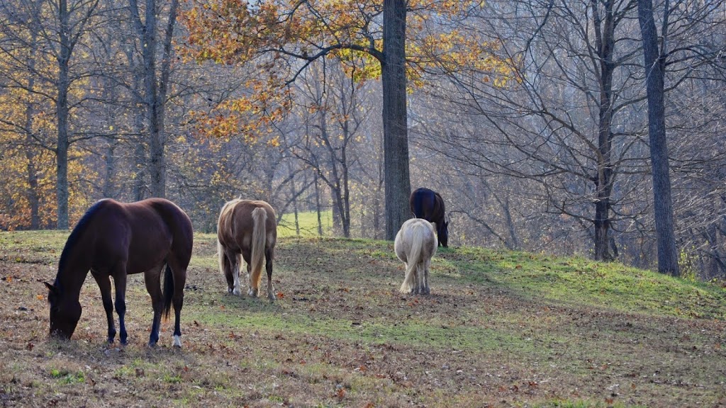 StoneRidge Stables | 13929 Morningview Rd, Alexandria, KY 41001, USA | Phone: (859) 694-1276