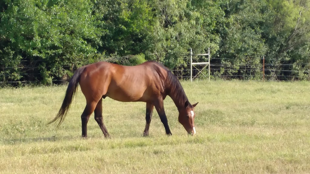 Peaceful Spirit Ranch | 1000 Co Rd 150, Georgetown, TX 78626, USA | Phone: (512) 883-0285