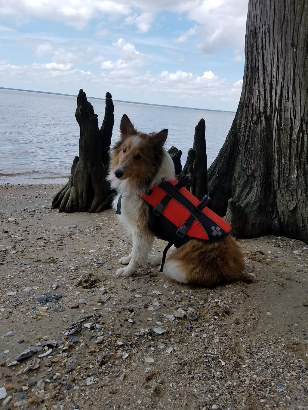 PetSmart Corporate Office | 19601 N 27th Ave, Phoenix, AZ 85027, USA | Phone: (888) 839-9638