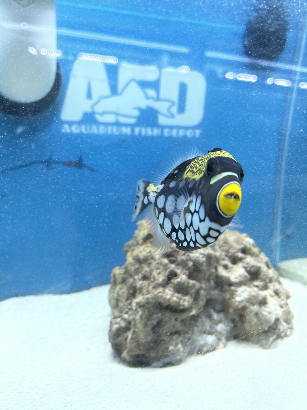 Aquarium Fish Depot | 5121 Santa Fe St Suite F, San Diego, CA 92109, USA | Phone: (858) 926-2060