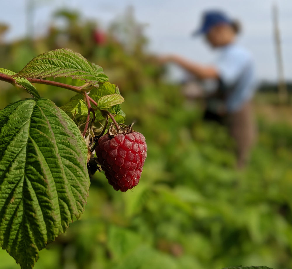 Red Dog Farm | 406 Center Rd, Chimacum, WA 98325, USA | Phone: (360) 732-0223