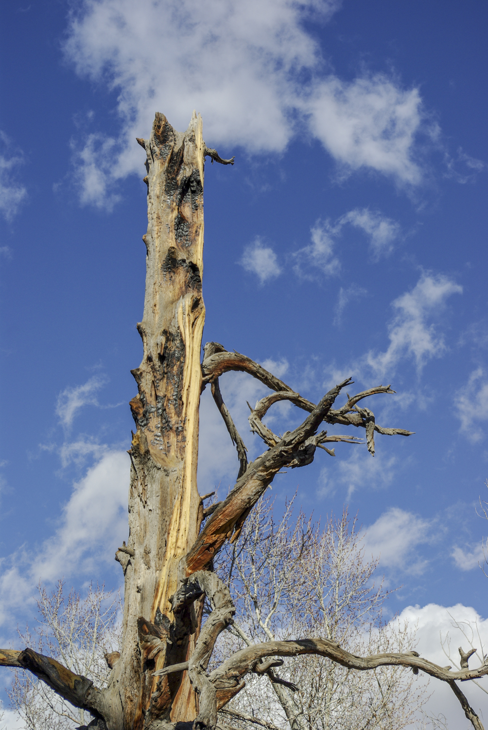 East Plum Creek Trail - Meadows Trailhead and Parking | 734-970 Meadows Pkwy, Castle Rock, CO 80109, USA | Phone: (720) 733-2260