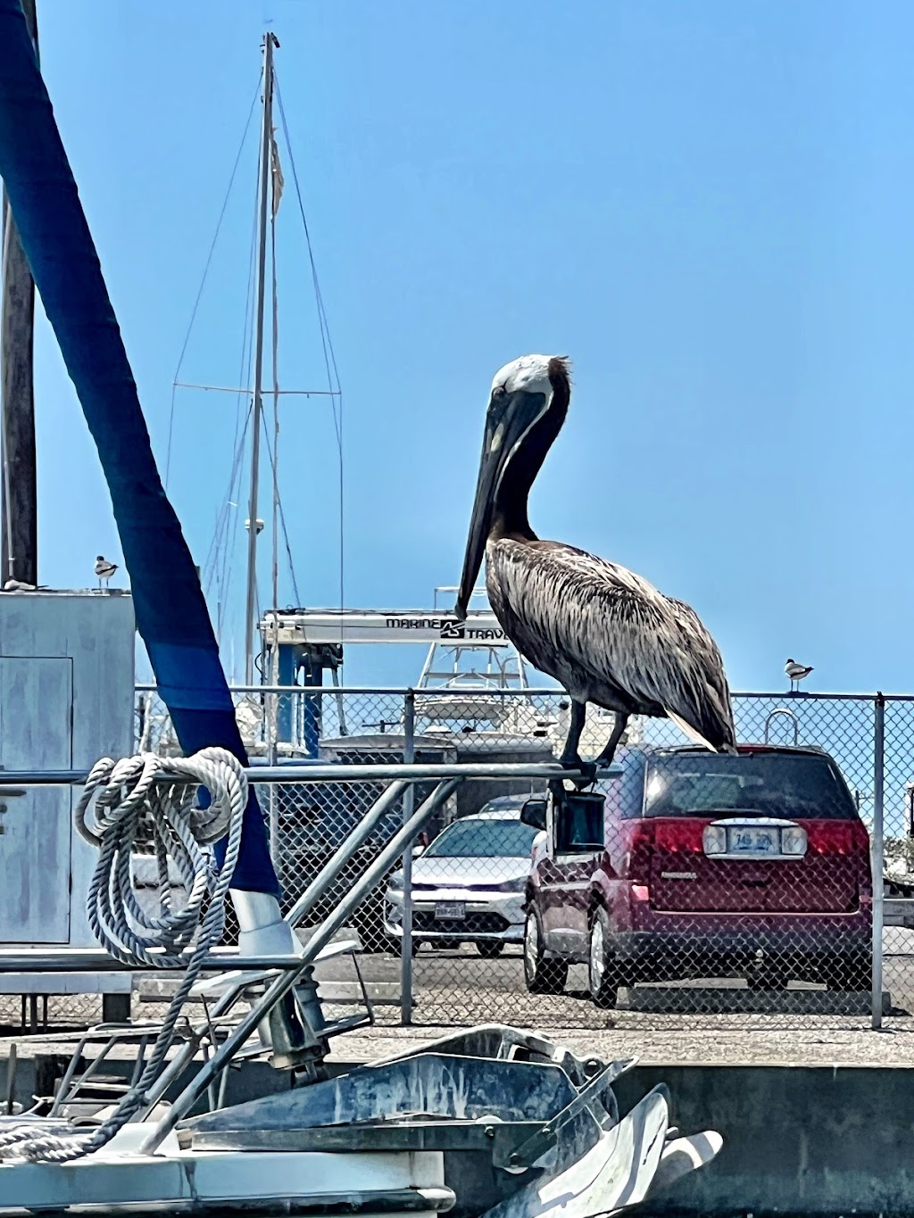 The Gnarly Marlin | 2796 TX-35 BUS, Rockport, TX 78382 | Phone: (361) 929-9535