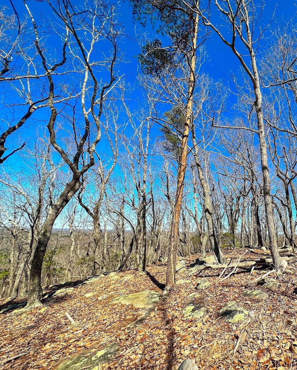 Cane Creek Mountains Natural Area - Pine Hill Trailhead | 5075 Bass Mountain Rd, Snow Camp, NC 27349, USA | Phone: (336) 229-2410