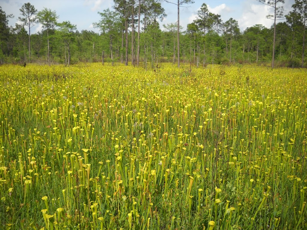 The Crosby Arboretum | 370 Ridge Rd, Picayune, MS 39466, USA | Phone: (601) 799-2311