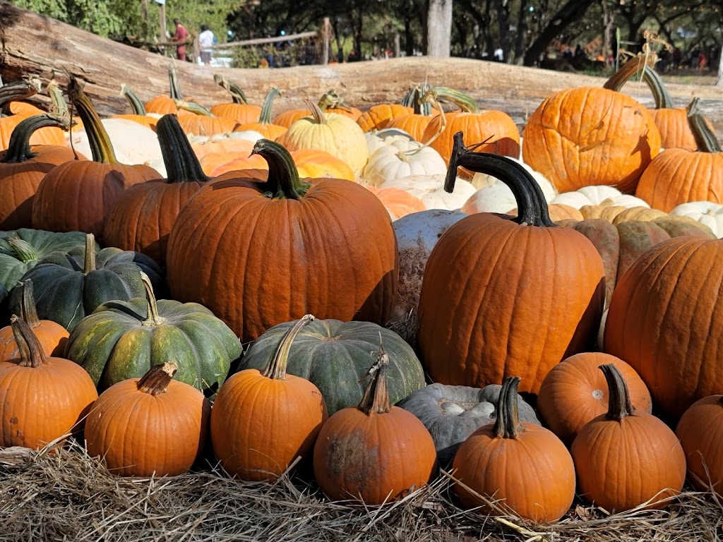 Shadow Creek Pumpkin Farm | 99.0959.000.016.99.108, Midlothian, TX 76065, USA | Phone: (469) 612-3331