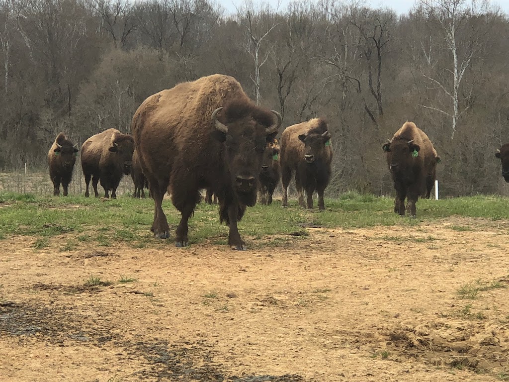 Sunset Ridge Buffalo Farm | 465 Yarbrough Rd, Roxboro, NC 27574, USA | Phone: (336) 599-1297