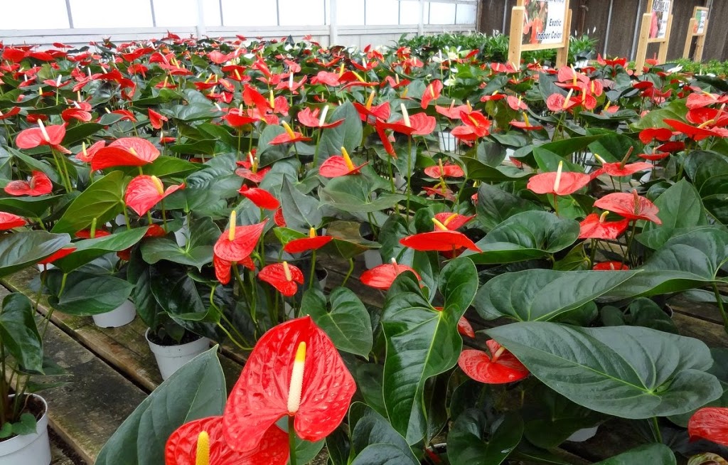 Park Greenhouse Garden Center | 12813 W Ripon Rd, Ripon, CA 95366, USA | Phone: (209) 599-3410