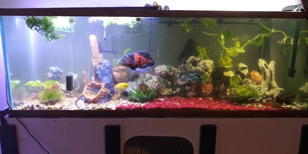 Florida Fish Rescue | 14350 NW 77th Ave, Trenton, FL 32693, USA | Phone: (727) 351-2734