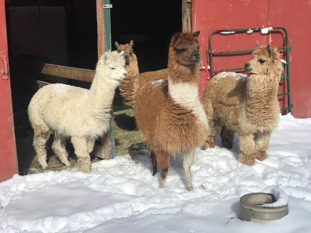 Colorado Country Alpacas | 2915 Hodgen Rd, Colorado Springs, CO 80921, USA | Phone: (719) 440-4223