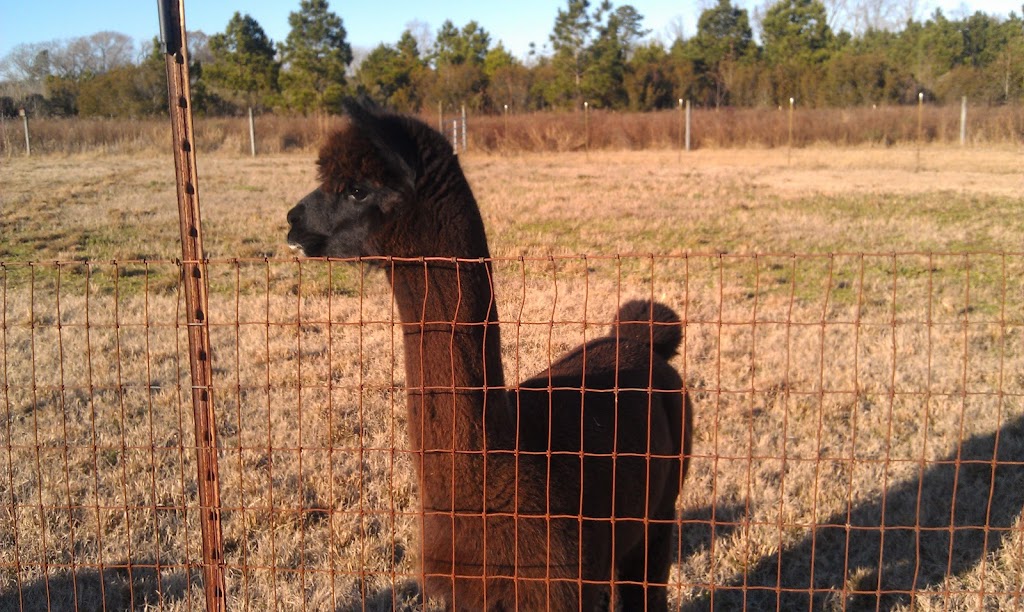 Alpacawaka Barn and Pastures, LLC | 393 Snowden Rd, Moyock, NC 27958, USA | Phone: (757) 450-9446