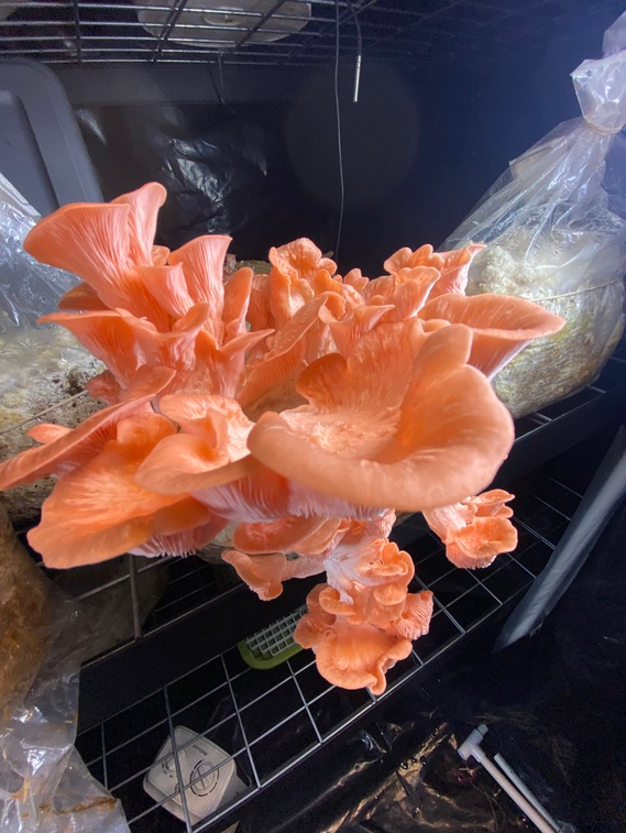 The Fungus Factory | 4774 E Greenland Rd, Larkspur, CO 80118, USA | Phone: (720) 670-2918