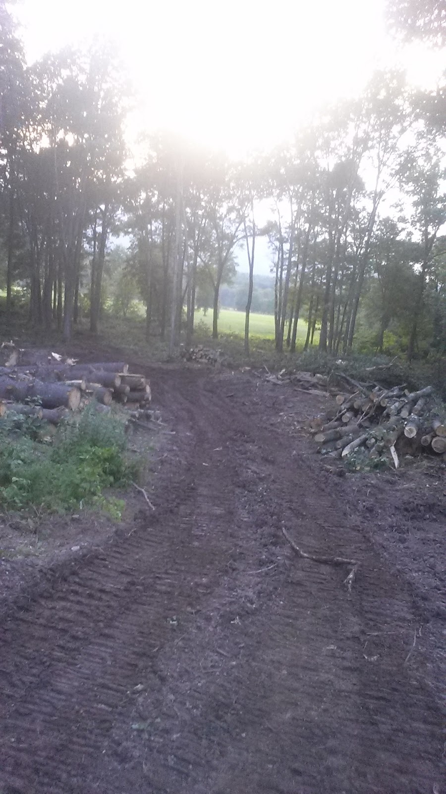 Timberwolf Tree Service | 111 Beard Rd, Delanson, NY 12053, USA | Phone: (845) 443-5582