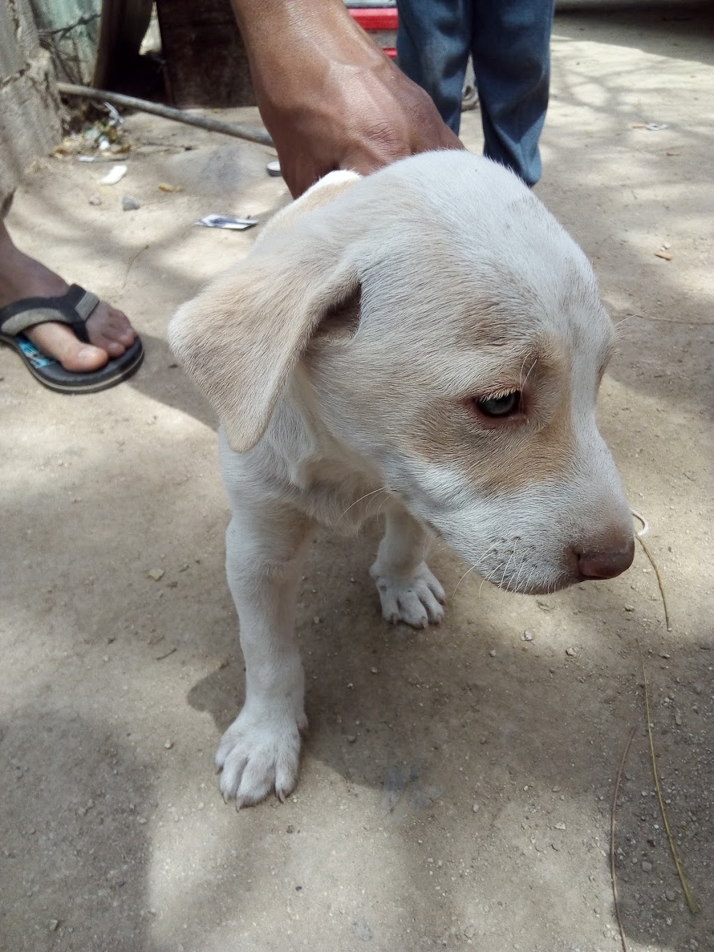 VETERINARiA MALVERDE-Cremacion De Mascotas | Gral. Lázaro Cárdenas 9011-B, Pob Delejido Francisco Villa, 22354 Tijuana, B.C., Mexico | Phone: 664 242 7502