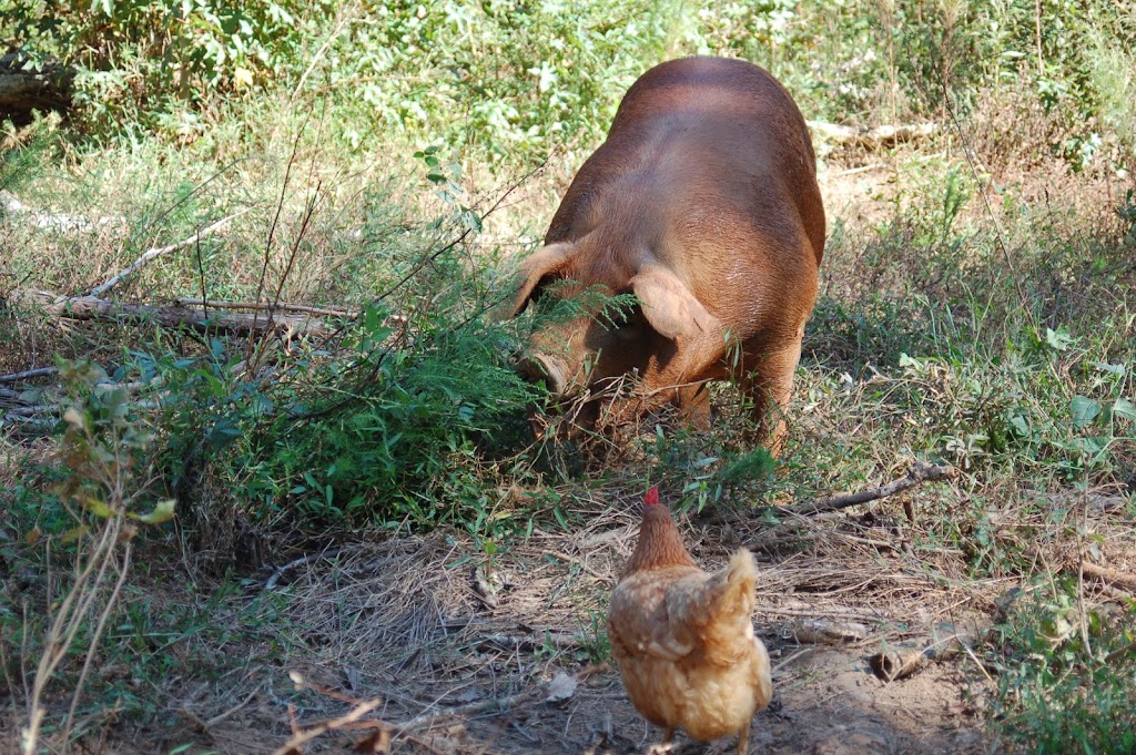 Uwharrie Farm | 4658 Waynick Meadow Rd, Asheboro, NC 27205, USA | Phone: (336) 857-2775