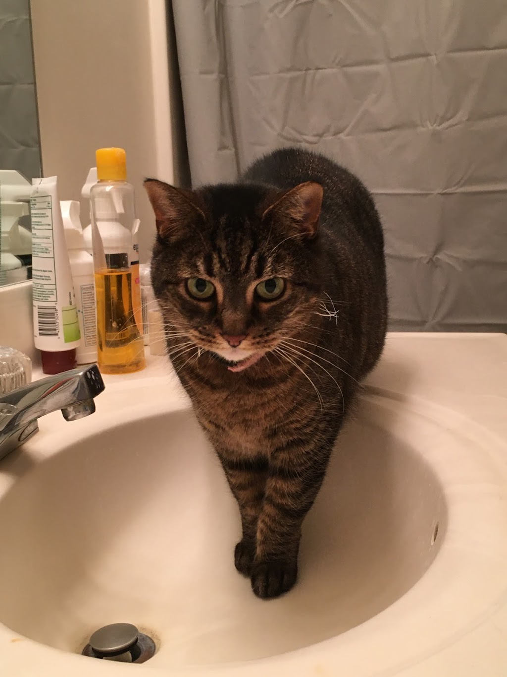 All For Cobalt In Home Pet Care | 4006 West Ct, Chesterfield, VA 23832, USA | Phone: (804) 638-8239