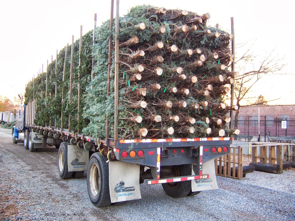 J.G. Brands Christmas Tree Sales, Inc. | 235th Ct &, Hillside Avenue, Queens, NY 11426, USA | Phone: (718) 464-8653