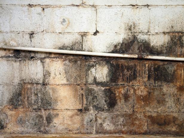 Albany Mold LLC | 133 Spring St 2nd fl, Albany, NY 12203, USA | Phone: (800) 727-0806