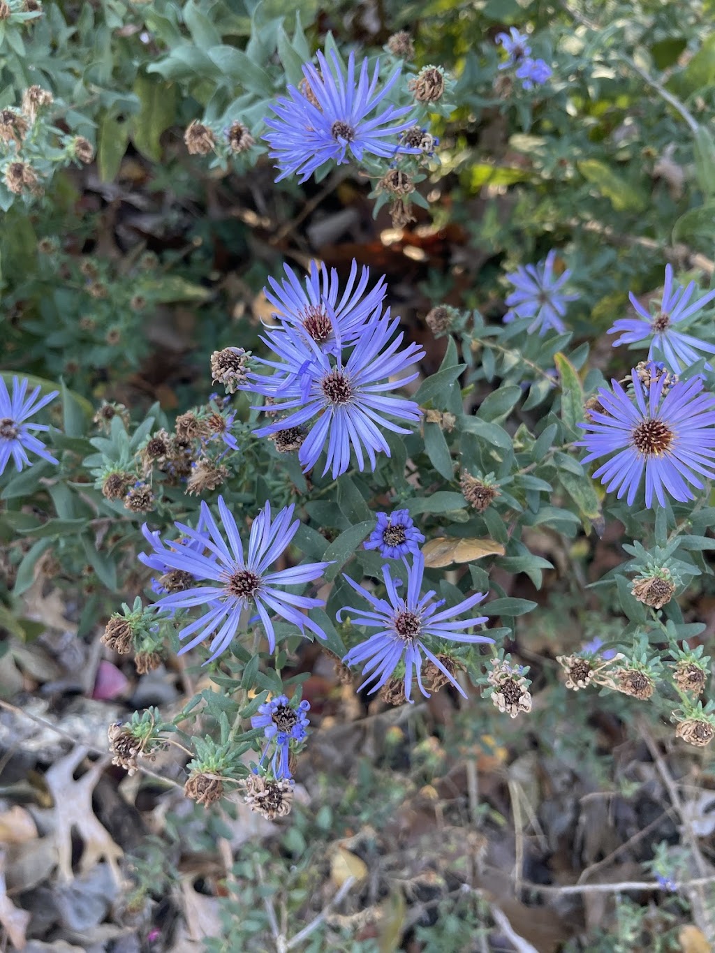 Stone Park | 810 N Edgefield Ave, Dallas, TX 75208, USA | Phone: (214) 670-4100