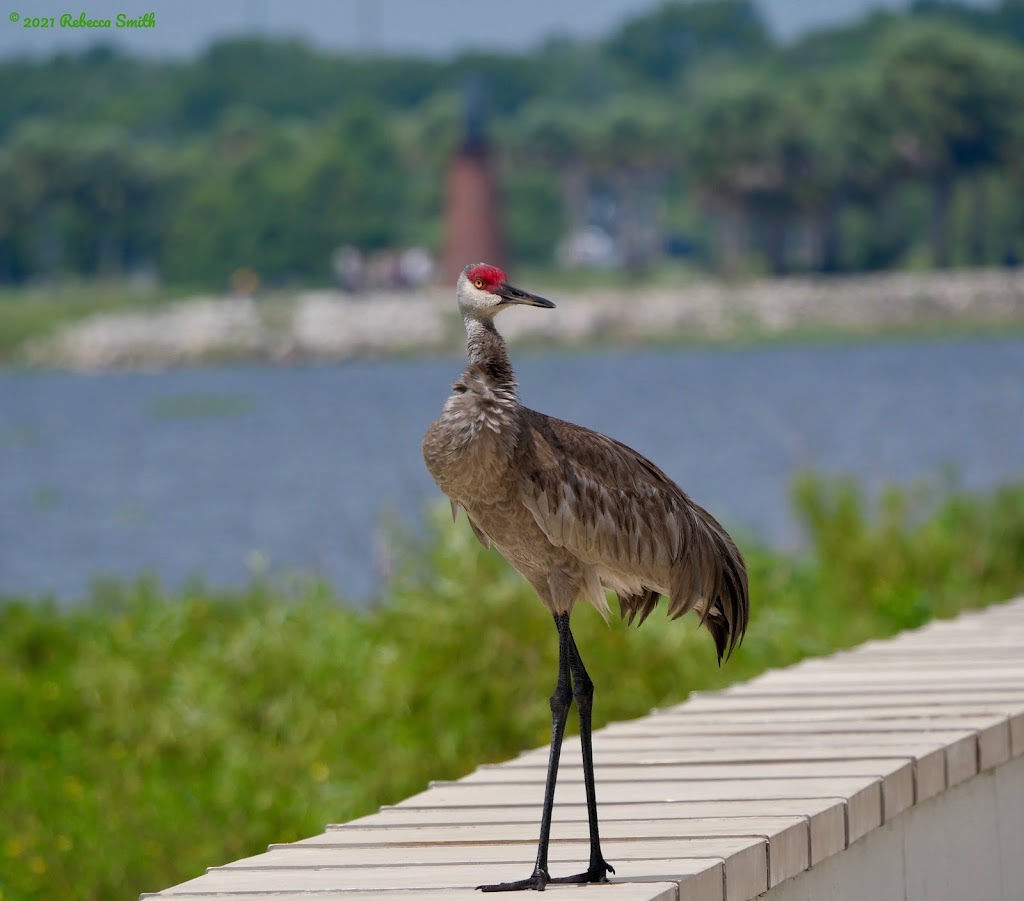 Archaeopteryx Birding and Nature Tours | 1309 Oak Valley Blvd, Minneola, FL 34715, USA | Phone: (609) 553-0757