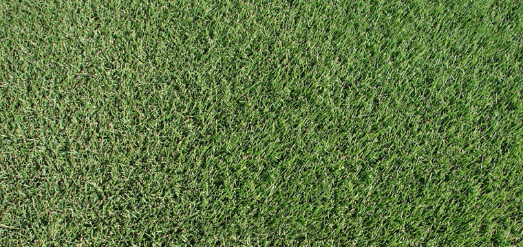 The Grass Outlet | 11500 Mosier Valley Rd, Euless, TX 76040, USA | Phone: (214) 796-4045