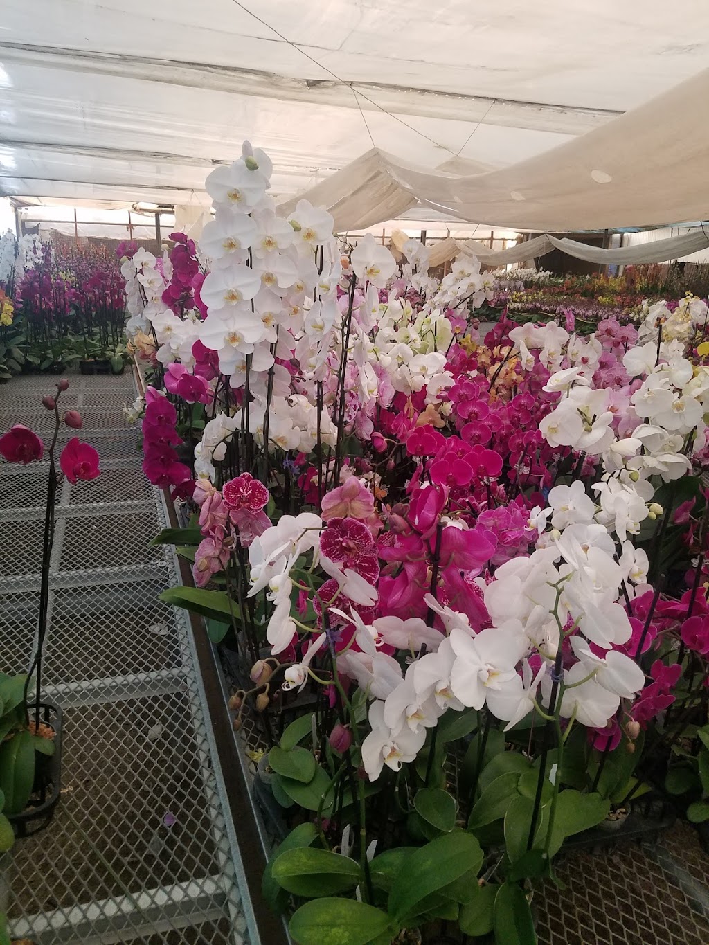 Gubler Orchids | 36400 Rabbit Springs Rd, Lucerne Valley, CA 92356, USA | Phone: (760) 248-9800