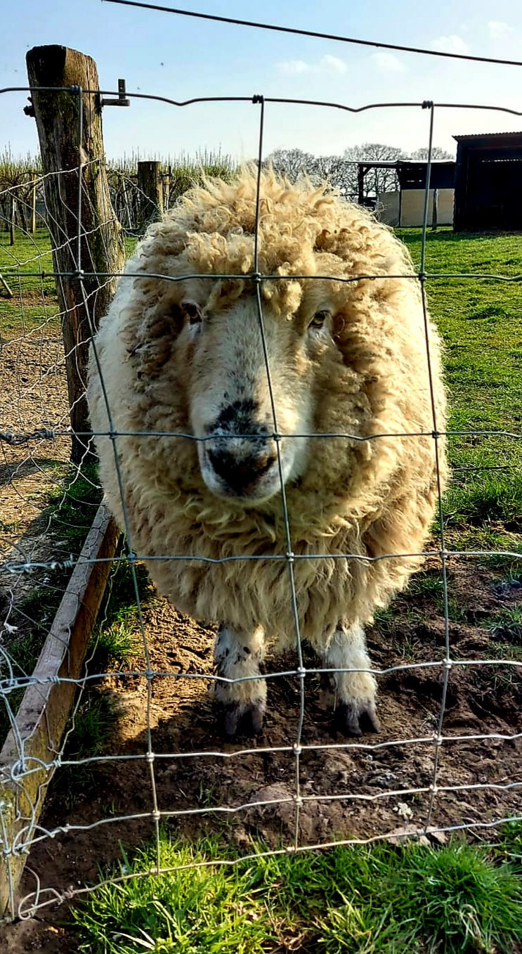 White Elm Petting Farm | 4 White Elm Rd, Bicknacre, Chelmsford CM3 4LR, UK | Phone: 01245 227829