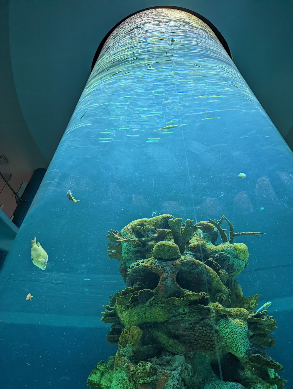 Mississippi Aquarium | 2100 E Beach Blvd, Gulfport, MS 39501, USA | Phone: (228) 241-1300