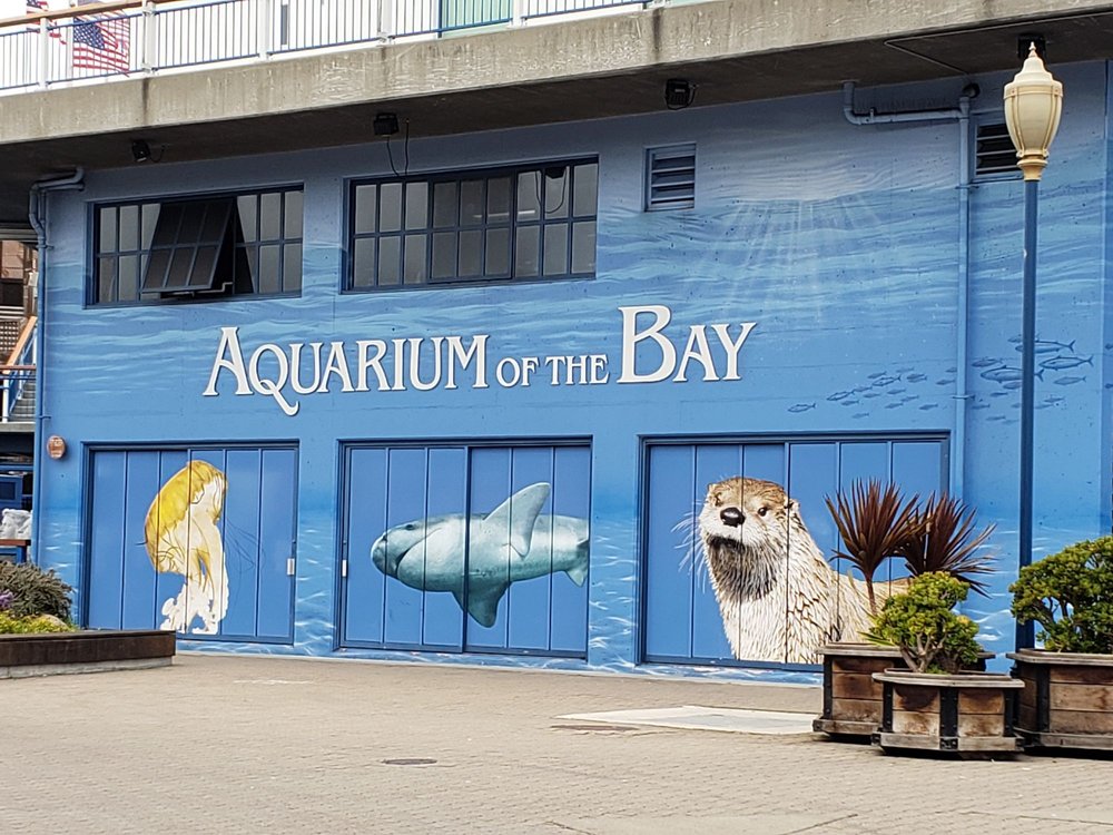 Aquarium of the Bay | PIER 39 The Embarcadero &, Beach St, San Francisco, CA 94133, USA | Phone: (415) 623-5300