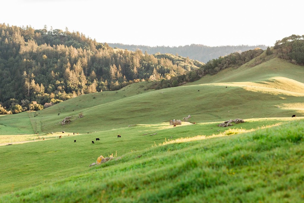 Cow Track Ranch | Nicasio Valley Rd, Nicasio, CA 94946, USA | Phone: (707) 360-7789