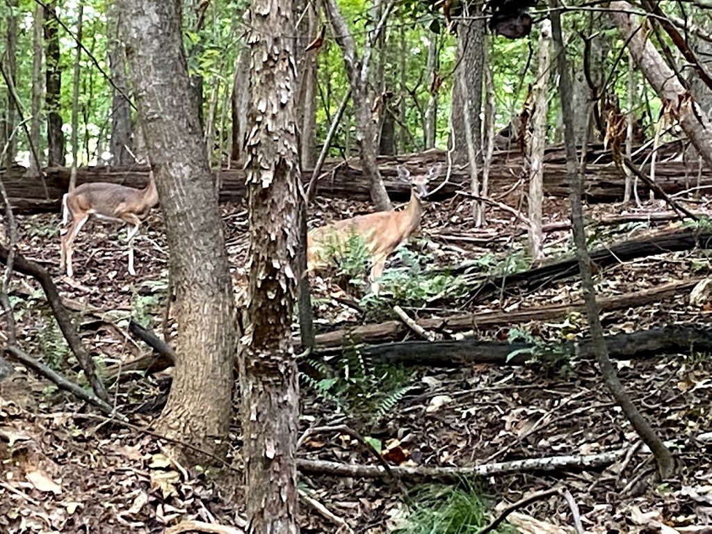 Blue Jay Point County Park | 3200 Pleasant Union Church Rd, Raleigh, NC 27614, USA | Phone: (919) 870-4330