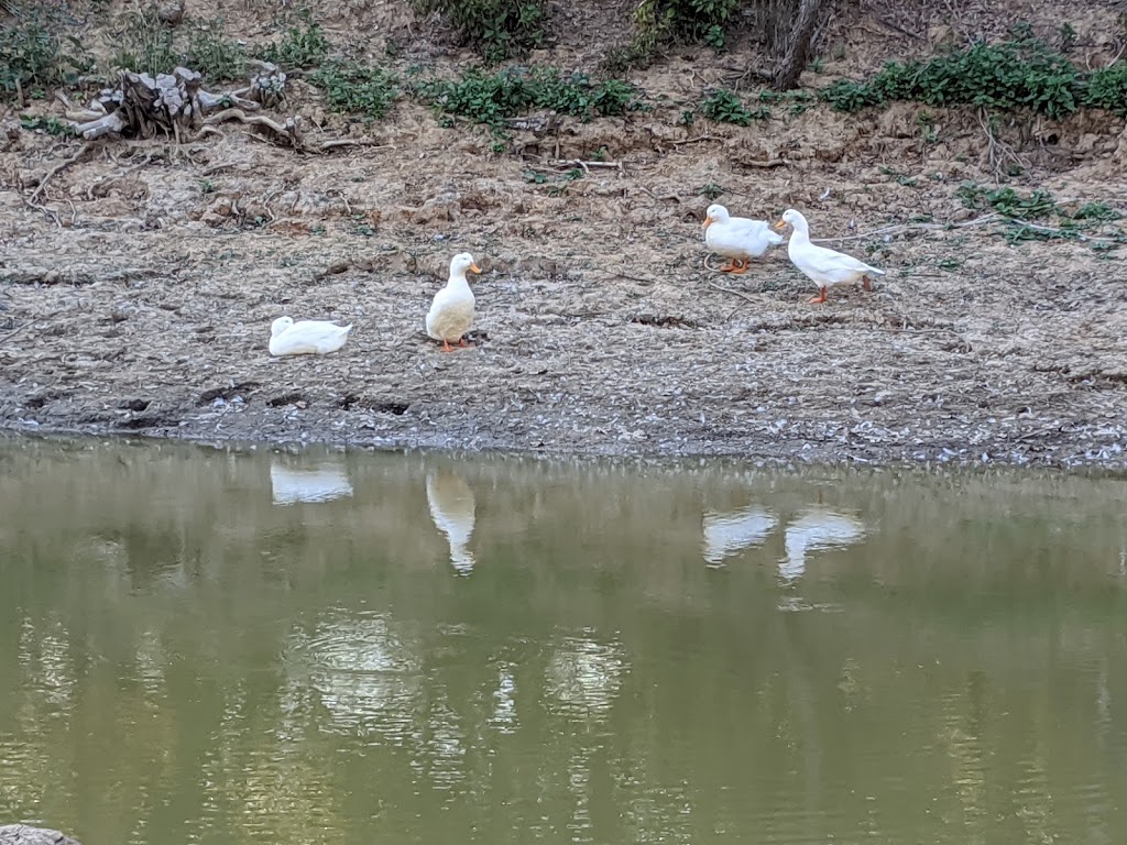 Duck-bill Platypus Lake | 549 Mesquite Dr, Cedar Creek, TX 78612, USA | Phone: (512) 987-8871