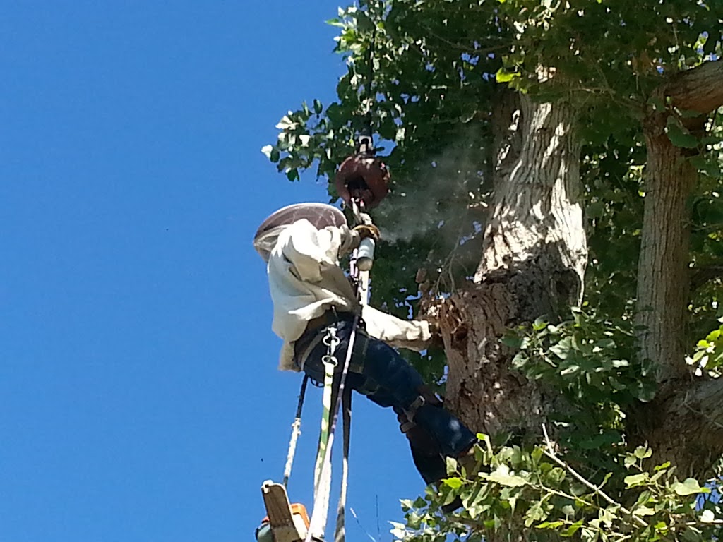 The Beehive Bee and Wasp Removal | 17828 N 10th Ave, Phoenix, AZ 85023, USA | Phone: (602) 600-5382