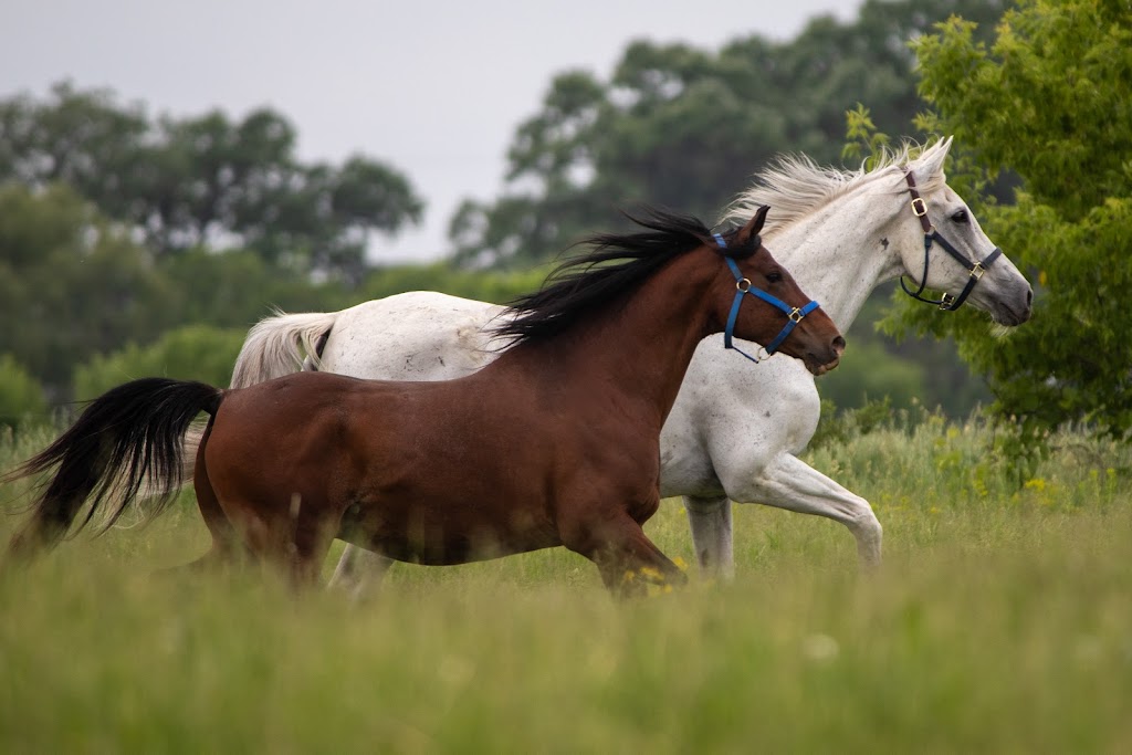 Horseplay Ranch | 21201 Larkin Rd, Hamel, MN 55340, USA | Phone: (763) 478-9106