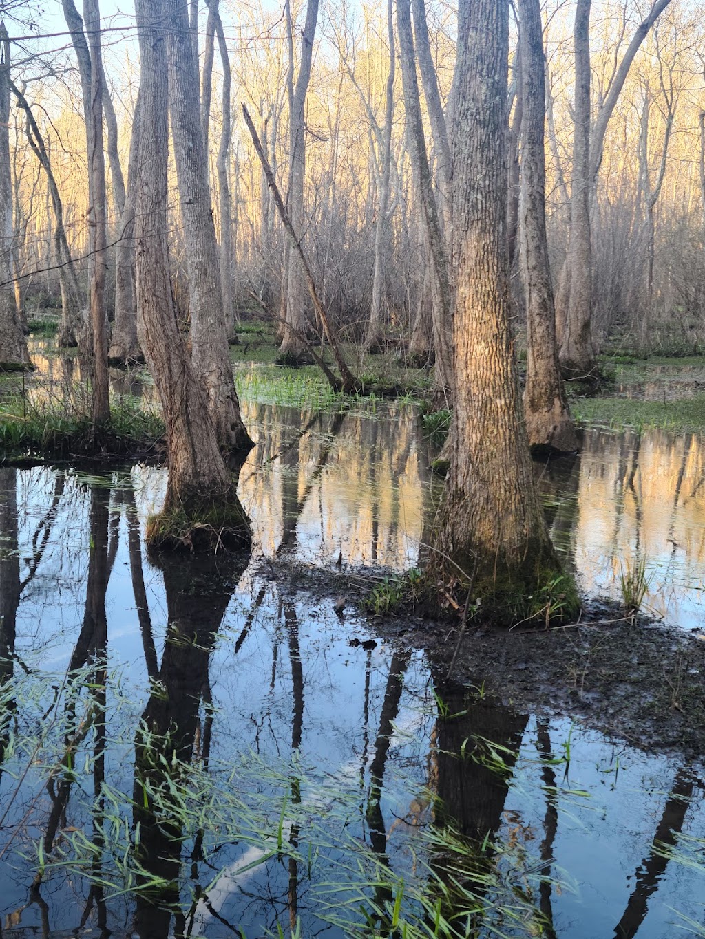 Ebenezer Swamp Ecological Preserve | Montevallo, AL 35007, USA | Phone: (205) 665-6463