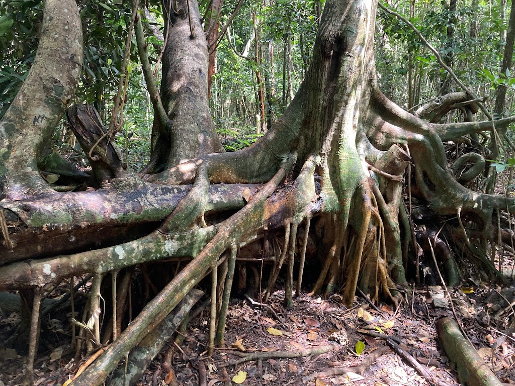 Castellow Hammock Preserve & Nature Center | 22301 SW 162nd Ave, Miami, FL 33170 | Phone: (305) 242-7688