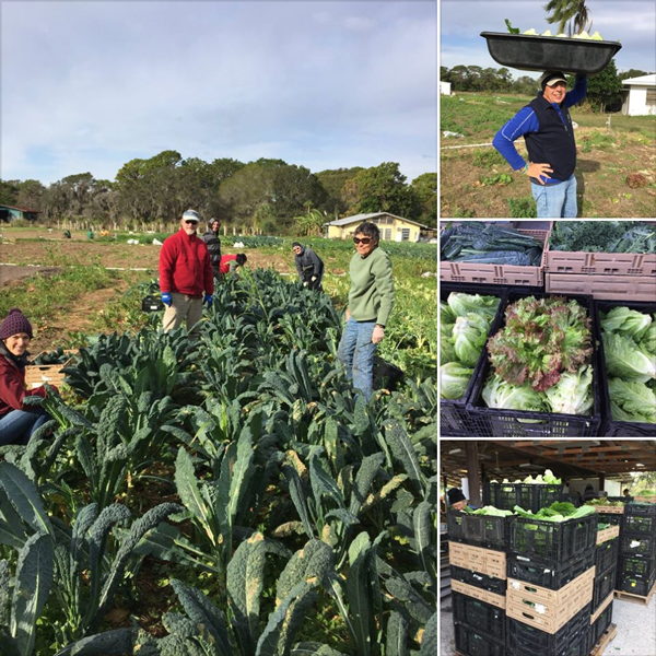 Jessicas Organic Farm | 4180 47th St, Sarasota, FL 34235, USA | Phone: (941) 363-1586