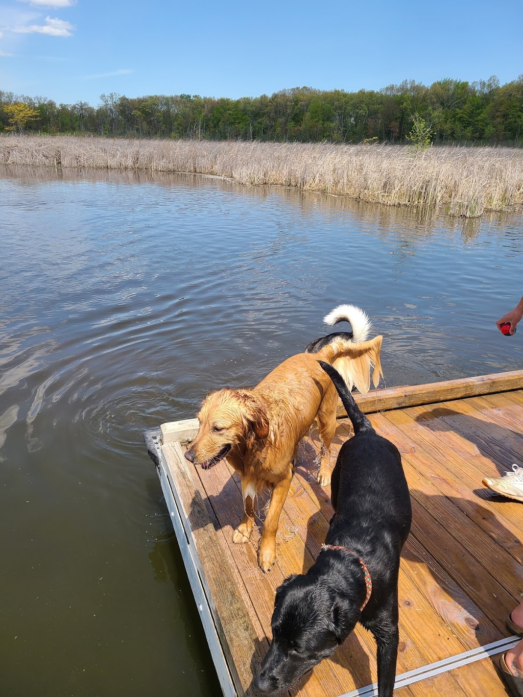 Orion Oaks Dog Park | 2301 W Clarkston Road Lake, Orion Twp, MI 48360, USA | Phone: (248) 858-0906